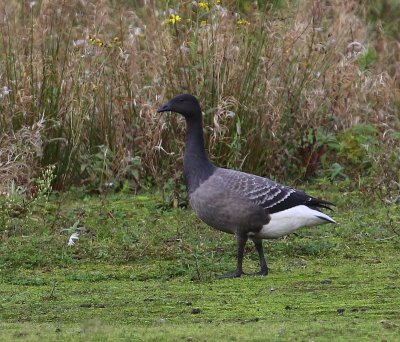 Rotgans - Dark-bellied Brent Goose