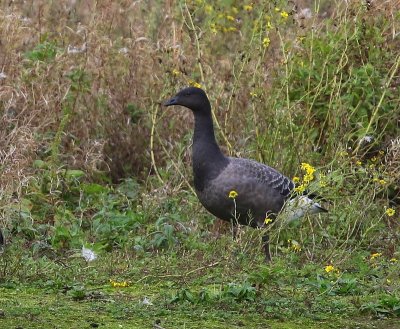 Rotgans - Dark-bellied Brent Goose