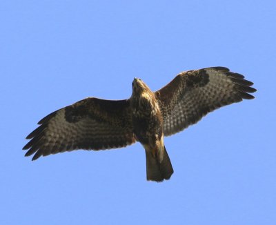 Buizerd - Common Buzzard