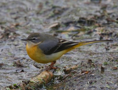 Grote Gele Kwikstaart - Grey Wagtail