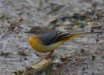 Grote Gele Kwikstaart - Grey Wagtail