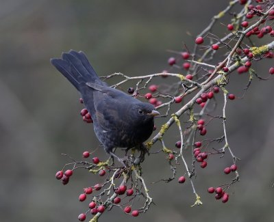 Merel - Common Blackbird