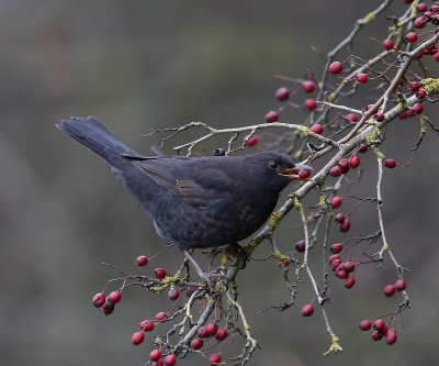 Merel - Common Blackbird
