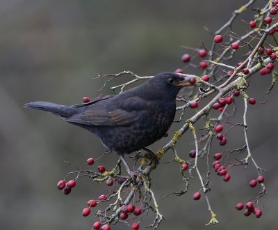 Merel - Common Blackbird