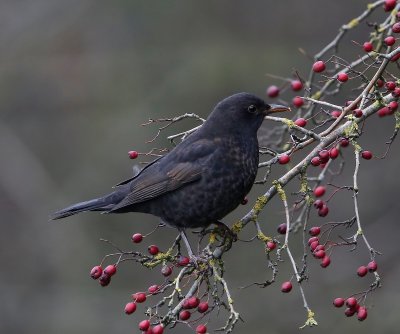 Merel - Common Blackbird