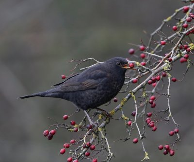 Merel - Common Blackbird