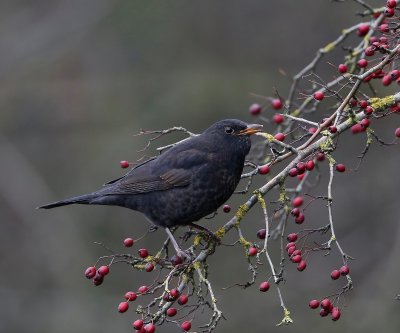 Merel - Common Blackbird