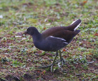 Waterhoen - Common Moorhen