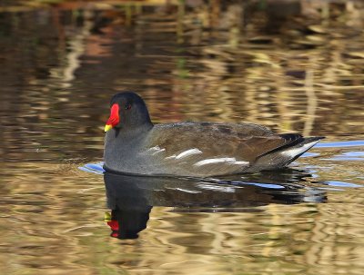 Waterhoen - Common Moorhen
