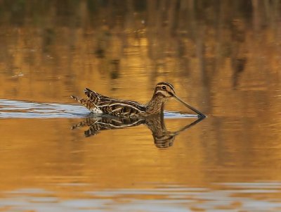 Watersnip - Common Snipe