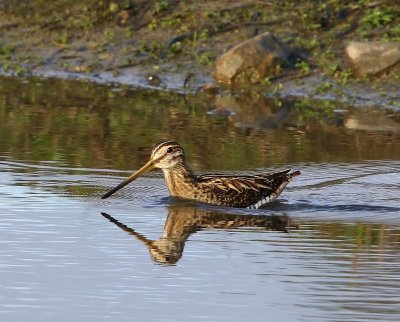 Watersnip - Common Snipe