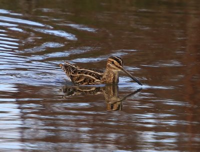 Watersnip - Common Snipe