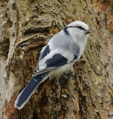 Azuurmees - Azure Tit