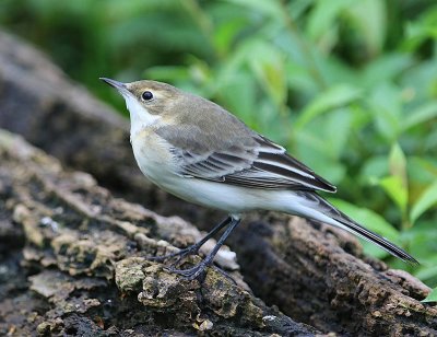 Balkankwikstaart - Black-headed Wagtail
