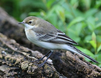 Balkankwikstaart - Black-headed Wagtail