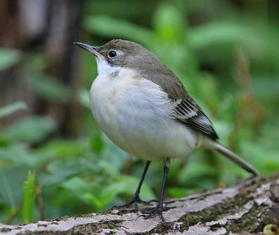 Balkankwikstaart - Black-headed Wagtail