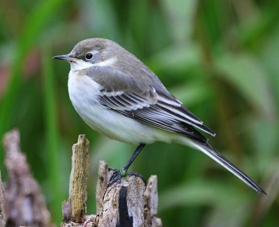 Balkankwikstaart - Black-headed Wagtail