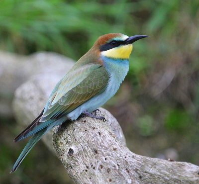 Bijeneter - European Bee-eater