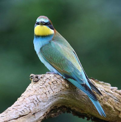 Bijeneter - European Bee-eater