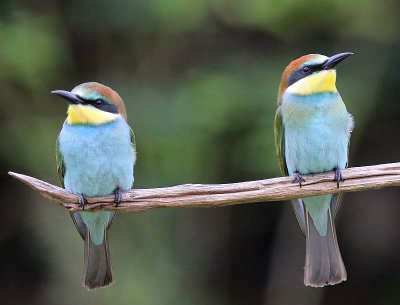 Bijeneters - European Bee-eaters