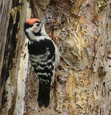 Kleine Bonte Specht - Lesser Spotted Woodpecker