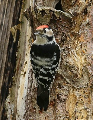 Kleine Bonte Specht - Lesser Spotted Woodpecker