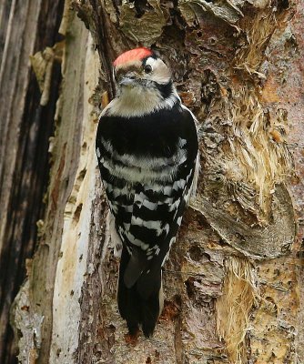 Kleine Bonte Specht - Lesser Spotted Woodpecker