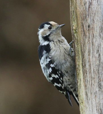 Kleine Bonte Specht - Lesser Spotted Woodpecker