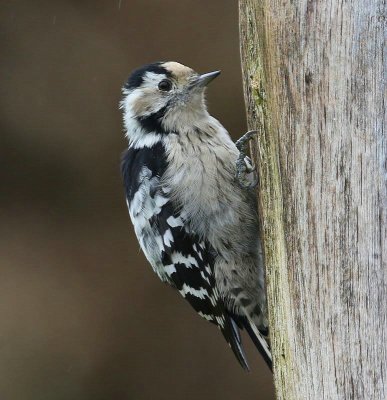 Kleine Bonte Specht - Lesser Spotted Woodpecker