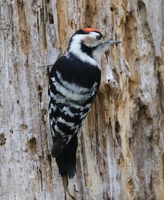 Kleine Bonte Specht - Lesser Spotted Woodpecker