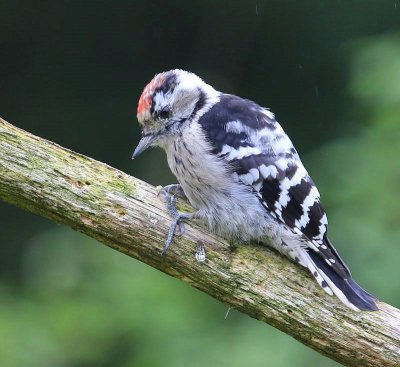 Kleine Bonte Specht - Lesser Spotted Woodpecker