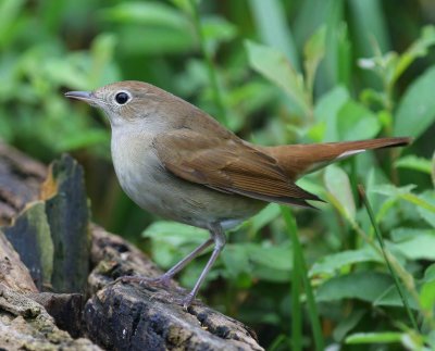 Nachtegaal - Common Nightingale