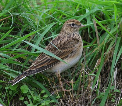Veldleeuwerik - Eurasian Skylark