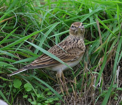 Veldleeuwerik - Eurasian Skylark