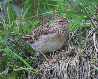 Veldleeuwerik - Eurasian Skylark