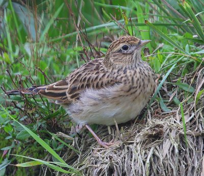 Veldleeuwerik - Eurasian Skylark