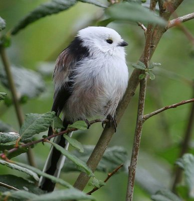 Witkopstaartmees - White-headed Long-tailed Tit