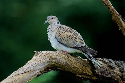 Zomertortel - European Turtle Dove