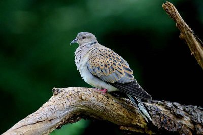 Zomertortel - European Turtle Dove