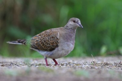Zomertortel - European Turtle Dove
