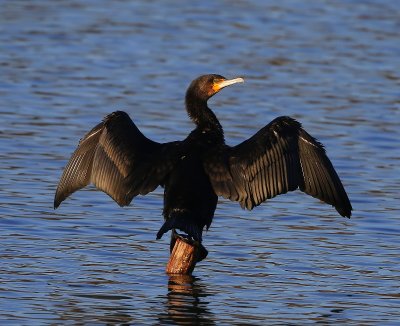 Aalscholver - Great Cormorant