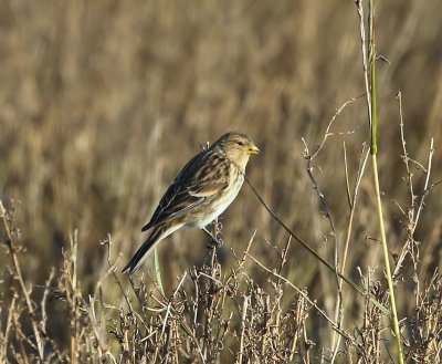 Frater - Twite