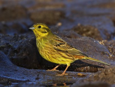 Geelgors - Yellowhammer