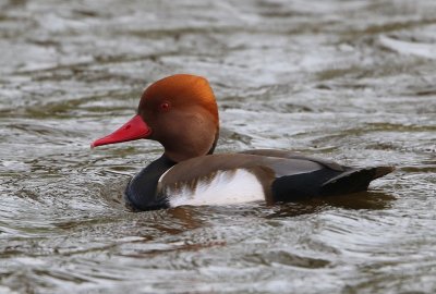 Krooneend - Red-crested Pochard