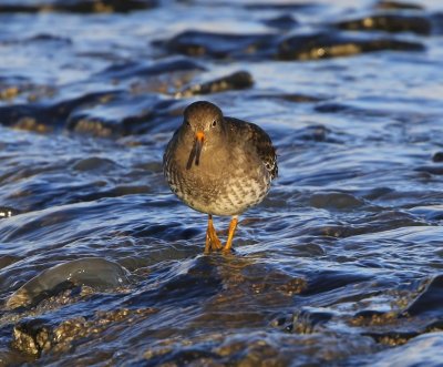 Paarse Strandloper - Purple Sandpiper