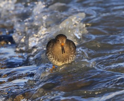 Paarse Strandloper - Purple Sandpiper