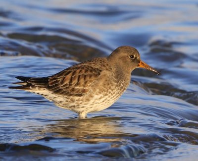 Paarse Strandloper - Purple Sandpiper