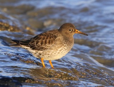 Paarse Strandloper - Purple Sandpiper