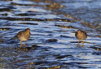 Paarse Strandlopers - Purple Sandpipers