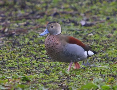 Ringtaling - Ringed Teal